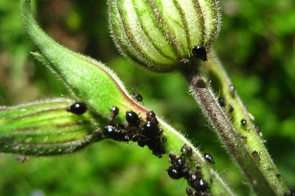 Aphids on Plants