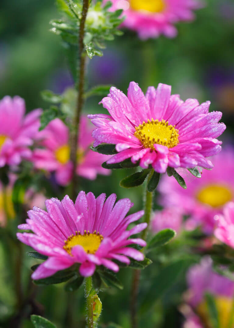 Colorful Perennials for Fall Planting - Parkview Nursery