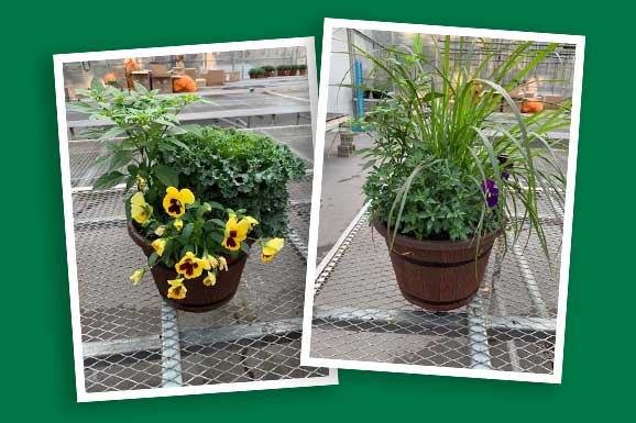 Web Fall Container Workshop at Parkview Nursery