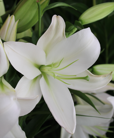 Fall in Love with Asiatic and Oriental Lilies - Parkview Nursery