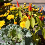 Fall Container Gardening at Parkview Nursery