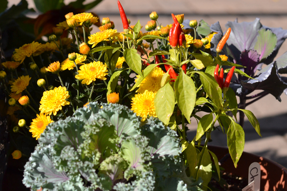 Fall Container Gardening at Parkview Nursery