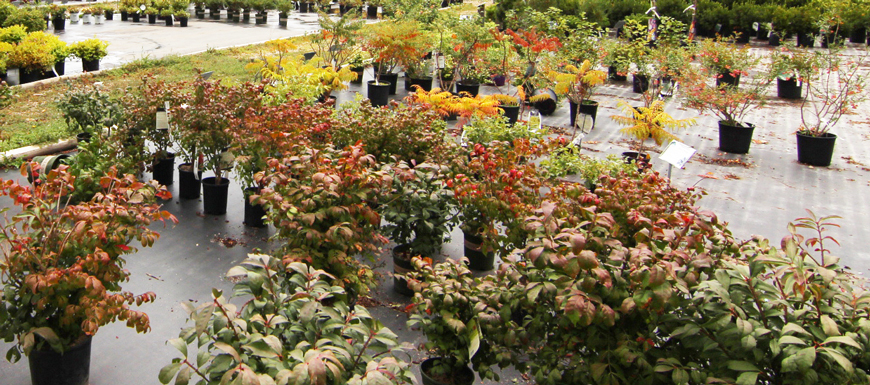 planting shrubs trees and perennials in the fall