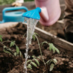 gardening timeline for june