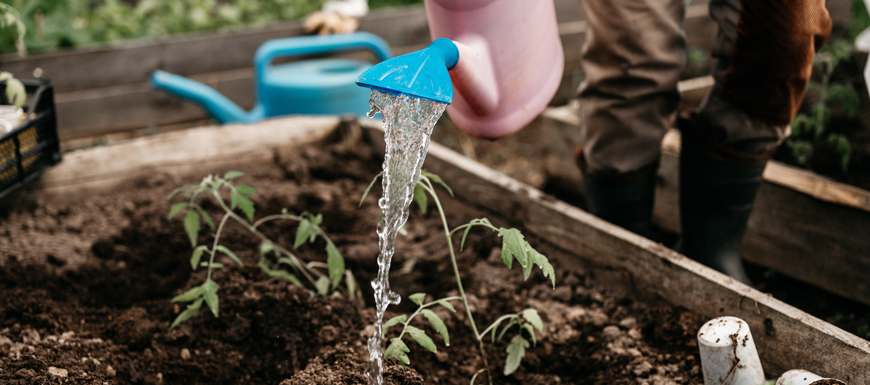 gardening timeline for june
