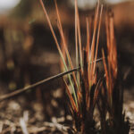 dry grass struggling to grow in spring weather