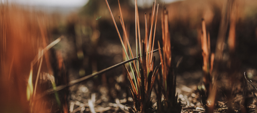dry grass struggling to grow in spring weather