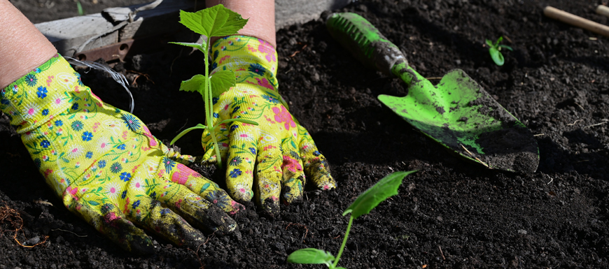 late spring planting gloves and tools