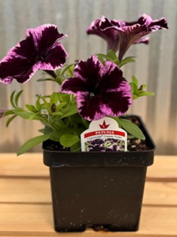 petunias purple and pink