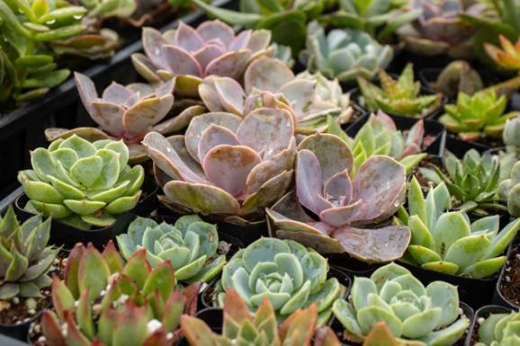 variety of succulent plants at Parkview Nursery greenhouse