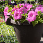 pink petunia flowers in hanging basket at greenhouse