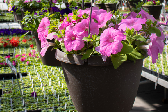 pink petunia flowers in hanging basket at greenhouse